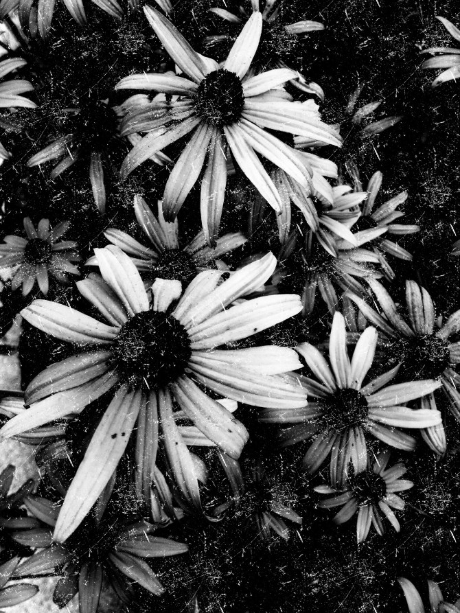 Flowers in black and white