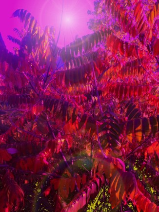 Fall color explosion