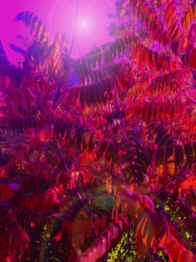 Fall color explosion