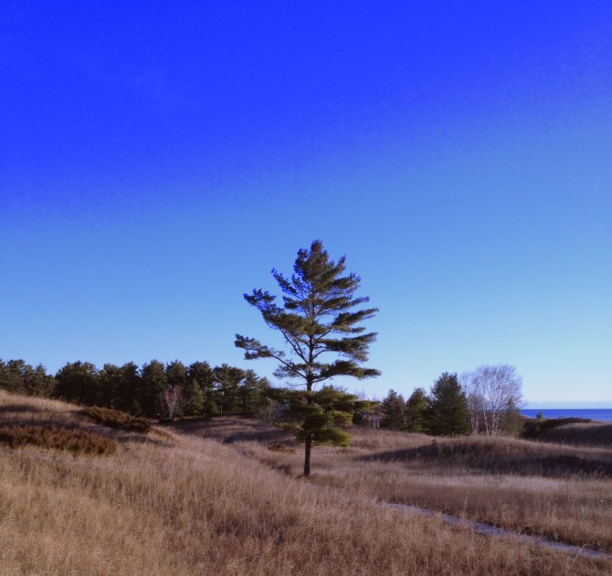 Day Tree