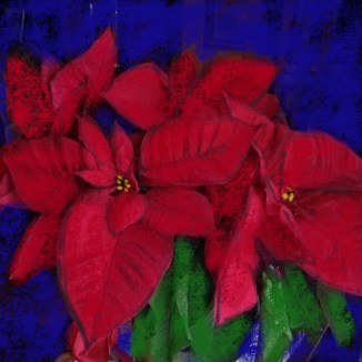 Pointsettia