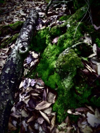Woodland Moss
